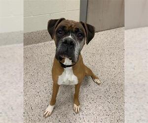 Boxer Dogs for adoption in Brighton, CO, USA