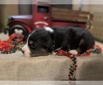 Small Photo #4 Australian Shepherd Puppy For Sale in LAKE ISABELLA, CA, USA