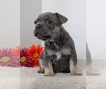 Small Photo #40 French Bulldog Puppy For Sale in GOSHEN, IN, USA