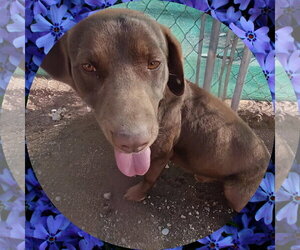 Diego - Male Chocolate Labrador retriever-Unknown Mix Dog for Adoption - Photo #3