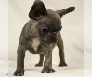 French Bulldog Puppy for sale in SUGAR LAND, TX, USA