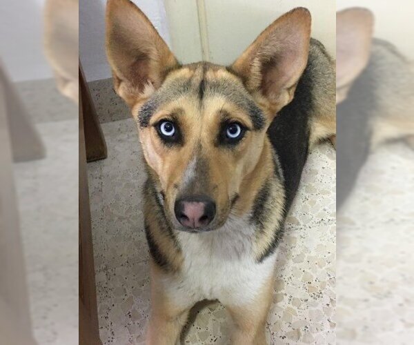 Medium Photo #1 Mutt Puppy For Sale in Calgary, Alberta, Canada
