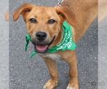 Small #3 Retriever  Mix