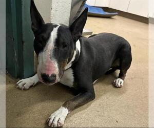 Bull Terrier Dogs for adoption in Santa Maria, CA, USA