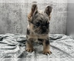 Small #5 French Bulldog