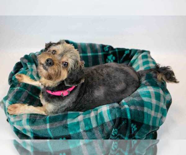Medium Photo #5 Silky Terrier-Unknown Mix Puppy For Sale in Kennesaw, GA, USA