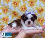 Small Shih Tzu