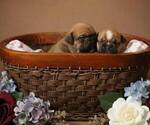 Small #5 Olde English Bulldogge