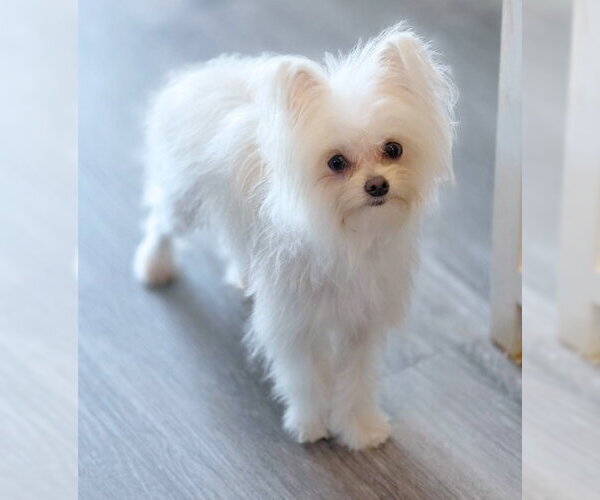 Medium Photo #2 Malchi Puppy For Sale in Chino Hills, CA, USA