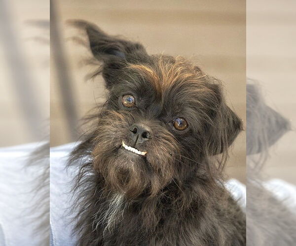 Medium Photo #3 Shih Tzu-Unknown Mix Puppy For Sale in Boonton, NJ, USA