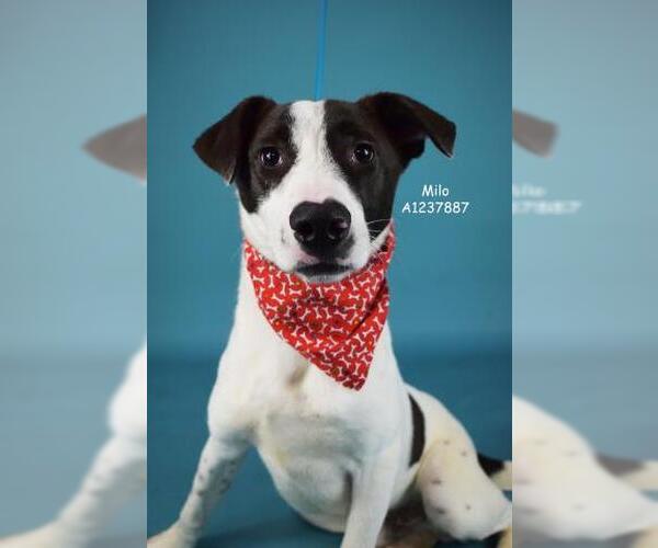 Medium Photo #1 Mutt Puppy For Sale in Bakersfield, CA, USA