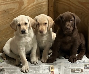 Labrador Retriever Puppy for sale in FRANKLINVILLE, NJ, USA