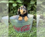 Remington - Male Dachshund Puppy for Sale - Photo #3