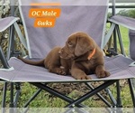 Small Photo #56 Labrador Retriever Puppy For Sale in EDGEWOOD, TX, USA