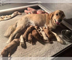Mother of the Goldendoodle puppies born on 02/04/2024