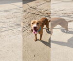 Small #15 American Pit Bull Terrier Mix