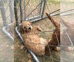 Small Photo #8 Goldendoodle Puppy For Sale in NAMPA, ID, USA