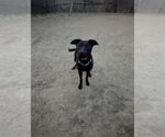 Small #4 Retriever  Mix