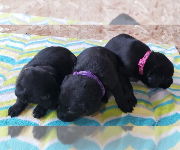 Medium Photo #154 Labrador Retriever Puppy For Sale in OLYMPIA, WA, USA