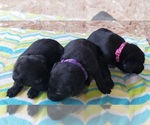 Small Photo #154 Labrador Retriever Puppy For Sale in OLYMPIA, WA, USA