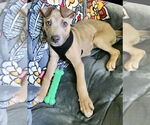 Small #2 American Pit Bull Terrier-Labrador Retriever Mix