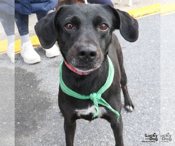 Medium Photo #3 Labrador Retriever-Whippet Mix Puppy For Sale in Washington, DC, USA