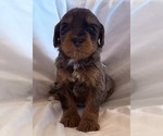 Small #2 Bernedoodle mix (+ Poodle Standard)
