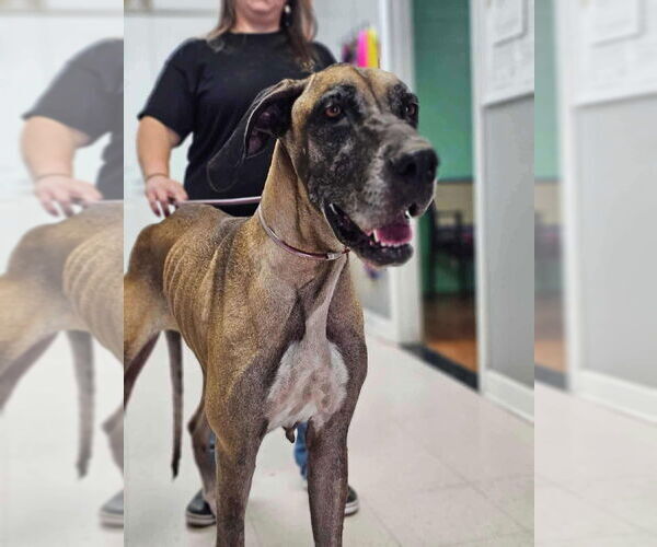 Medium Photo #1 Great Dane Puppy For Sale in Bullard, TX, USA