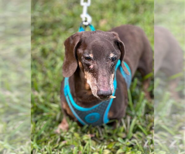 Medium Photo #3 Dachshund Puppy For Sale in Weston, FL, USA