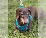Small #2 Dachshund