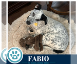 Small Photo #5 Pointer-Unknown Mix Puppy For Sale in Kimberton, PA, USA