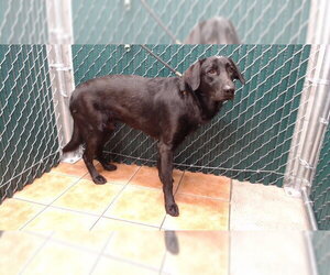 Labrador Retriever-Unknown Mix Dogs for adoption in Downey, CA, USA