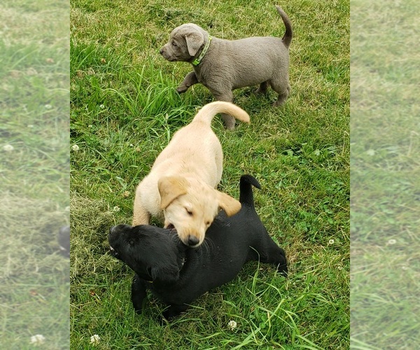 Medium Photo #5 Labrador Retriever Puppy For Sale in OLYMPIA, WA, USA