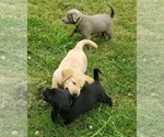 Small #4 Labrador Retriever