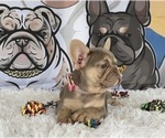 Small #3 French Bulldog