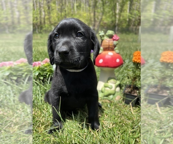 Medium Photo #1 Labrador Retriever Puppy For Sale in NEOLA, WV, USA