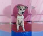 Small #1 Retriever  Mix
