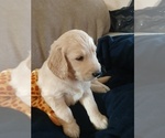 Small Photo #5 Goldendoodle Puppy For Sale in BUFORD, GA, USA