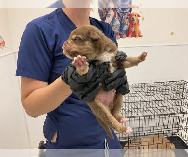 Medium Photo #1 American Pit Bull Terrier-Unknown Mix Puppy For Sale in San Bernardino, CA, USA