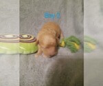 Small #7 Goldendoodle-Poodle (Miniature) Mix