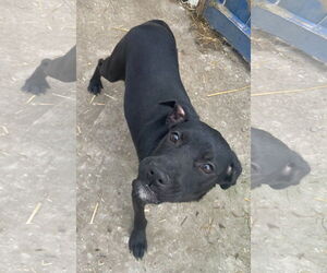 Labrador Retriever-Unknown Mix Dogs for adoption in Tracy City, TN, USA