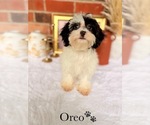 Small #1 Maltipoo