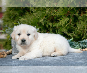 Medium English Cream Golden Retriever