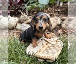 Small #2 Dachshund