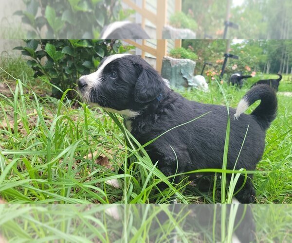 Medium Photo #10 Aussiedoodle Puppy For Sale in CONWAY, SC, USA