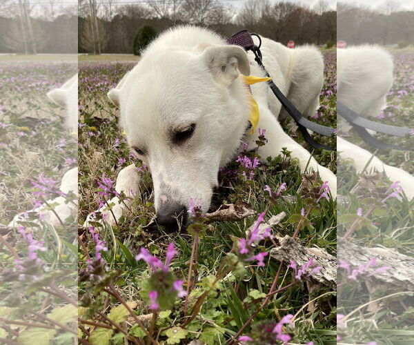 Medium Photo #2 Mutt Puppy For Sale in Crandall, GA, USA