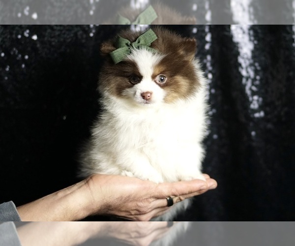 Medium Photo #4 Pomeranian Puppy For Sale in WARSAW, IN, USA