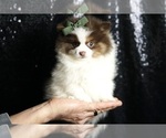 Small Photo #4 Pomeranian Puppy For Sale in WARSAW, IN, USA