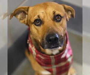 JUPITER - Male American Staffordshire Terrier Dog for Adoption - Photo #4