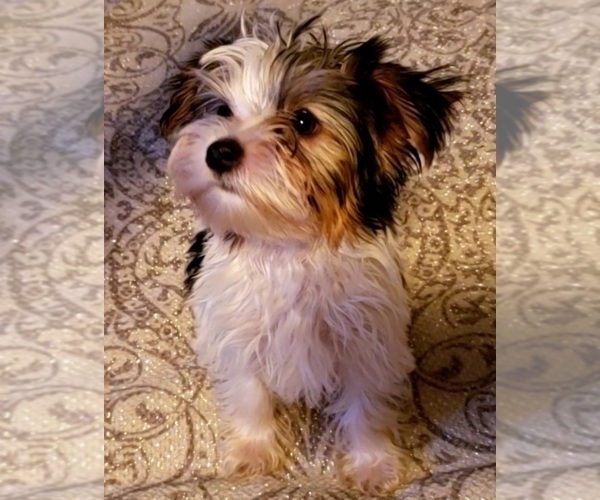 Medium Photo #1 Yorkshire Terrier Puppy For Sale in HUDDLESTON, VA, USA